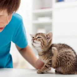 Beaphar Fiprotec Spray -Katzen Hundebedarf Geschäft beaphar fiprotec spray 213596 0500 none