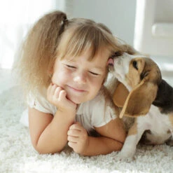 Beaphar Fiprotec Spray -Katzen Hundebedarf Geschäft beaphar fiprotec spray 213632 0500 none