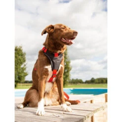 Beeztees Parinca Premium Y-Geschirr 14 Beeztees Parinca Premium Y-Geschirr -Katzen Hundebedarf Geschäft beeztees parinca premium y tuig 199580 0500 none