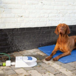 Beeztees Splashy Water Fountain 10 Beeztees Splashy Water Fountain -Katzen Hundebedarf Geschäft beeztees splashy waterfontein 163285 0500 none