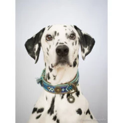 DWAM Halsband Boho Juan -Katzen Hundebedarf Geschäft dwam halsband boho juan 132080 0500 none