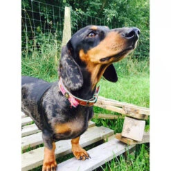 DWAM Halsband Boho Rosa -Katzen Hundebedarf Geschäft dwam halsband boho rosa 132071 0500 none