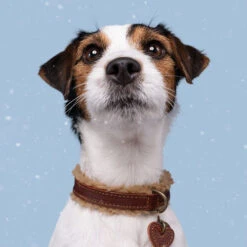 DWAM Halsband Teddy 7 DWAM Halsband Teddy -Katzen Hundebedarf Geschäft dwam halsband teddy 189220 0500 none