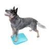 FitPAWS Balance Ramp -Katzen Hundebedarf Geschäft fitpaws balance ramp 176140 0500 none