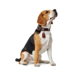 Hunter Halsband Cody -Katzen Hundebedarf Geschäft hunter halsband cody 116499 0500 none