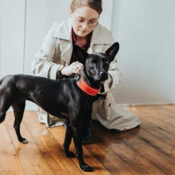 Hunter Halsband Divo -Katzen Hundebedarf Geschäft hunter halsband divo 208013 0500 none