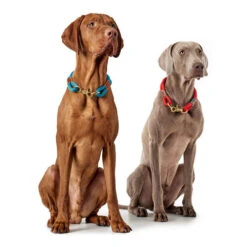 Hunter Halsband Oss 13 Hunter Halsband Oss -Katzen Hundebedarf Geschäft hunter halsband oss 146099 0500 none