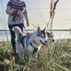 Hurtta - Geschirr Weekend Warrior Winter - Bilberry 12 Hurtta - Geschirr Weekend Warrior Winter - Bilberry -Katzen Hundebedarf Geschäft hurtta weekend warrior winter harnas bilberry 216605 0500 none