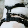 Hurtta Casual Harness