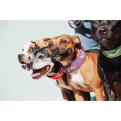 Hurtta Weekend Warrior Halsband -Katzen Hundebedarf Geschäft hurtta weekend warrior collar 189084 0500 none