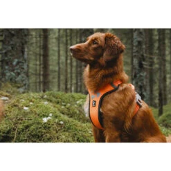 Hurtta Weekend Warrior Geschirr -Katzen Hundebedarf Geschäft hurtta weekend warrior harness 189108 0500 none