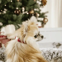 Kentucky Dogwear Corduroy Hundehalsband 17 Kentucky Dogwear Corduroy Hundehalsband -Katzen Hundebedarf Geschäft kentucky dogwear corduroy hondenhalsband 219200 0500 none