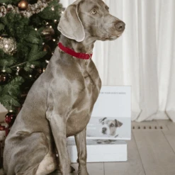 Kentucky Dogwear Corduroy Hundehalsband 14 Kentucky Dogwear Corduroy Hundehalsband -Katzen Hundebedarf Geschäft kentucky dogwear corduroy hondenhalsband 219201 0500 none