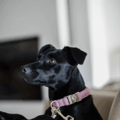 Kentucky Dogwear Hundehalsband Wool 21 Kentucky Dogwear Hundehalsband Wool -Katzen Hundebedarf Geschäft kentucky dogwear hondenhalsband wool 219710 0500 none