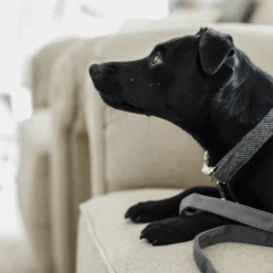 Katzen Hundebedarf Geschäft -Katzen Hundebedarf Geschäft kentucky dogwear hondenhalsband wool 219712 0500 none