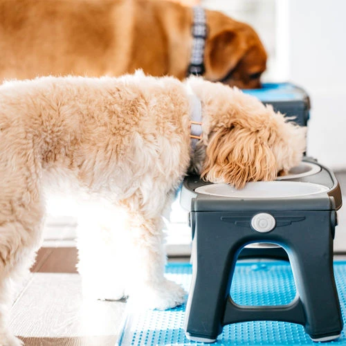 Popware Adjustable Height Pet Feeder 10 Popware Adjustable Height Pet Feeder – Bild 8