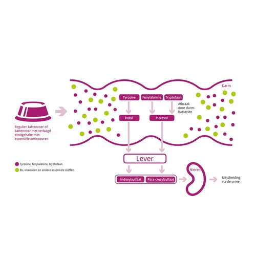 Porus One 5 Porus One – Bild 3