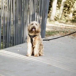 Kentucky Dog Harness Active Velvet -Katzen Hundebedarf Geschäft prod 15744 218994 0500 none