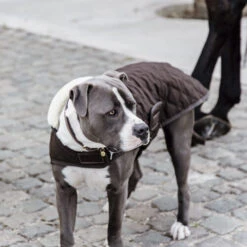 Kentucky Hundemantel Original -Katzen Hundebedarf Geschäft prod 15745 218998 0500 none