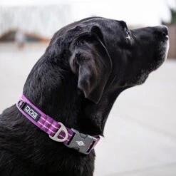 DOG Copenhagen Urban Style Halsband -Katzen Hundebedarf Geschäft prod 15937 220286 0500 none