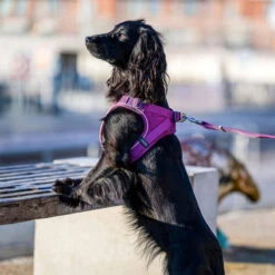 DOG Copenhagen Comfort Walk Go Geschirr -Katzen Hundebedarf Geschäft prod 15940 220325 0500 none