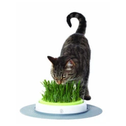 Catit Senses Katzengrassamenset -Katzen Hundebedarf Geschäft product catit senses grass garden none 4 1465980270 69885