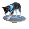 FitPAWS Wobble Board -Katzen Hundebedarf Geschäft product fitpaws wobble board none 4 1470905070 76051