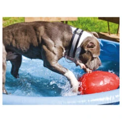 Jolly Egg -Katzen Hundebedarf Geschäft product jolly egg none 4 1496839894 86968