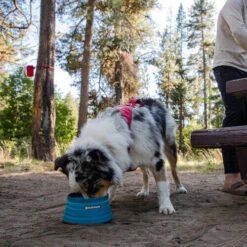 Ruffwear Bivy Bowl -Katzen Hundebedarf Geschäft ruffwear bivy bowl 204698 0500 none