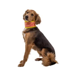 Ruffwear Swamp Cooler Neck Gaiter -Katzen Hundebedarf Geschäft ruffwear swamp cooler neck gaiter 196817 0500 none