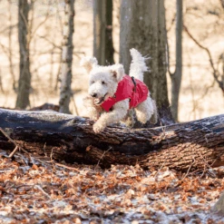 Trixie Regenjacke Vimy 16 Trixie Regenjacke Vimy -Katzen Hundebedarf Geschäft trixie regenjas vimy 204857 0500 none