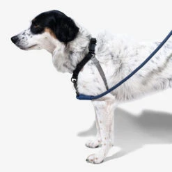Zee.Dog Soft Walk Harness -Katzen Hundebedarf Geschäft zeedog soft walk harness 200684 0500 none