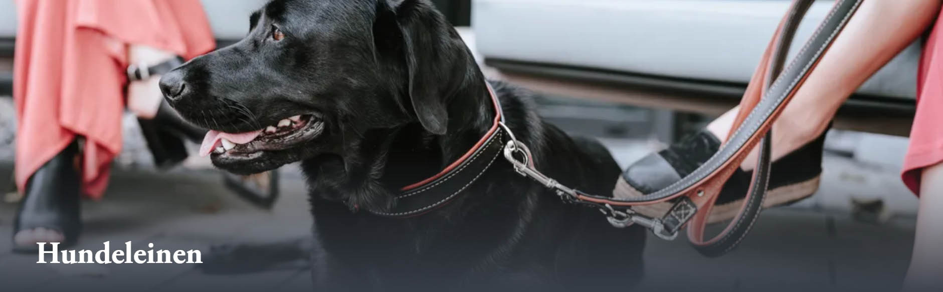 Katzen Hundebedarf Geschäft -Katzen Hundebedarf Geschäft FGHFGH